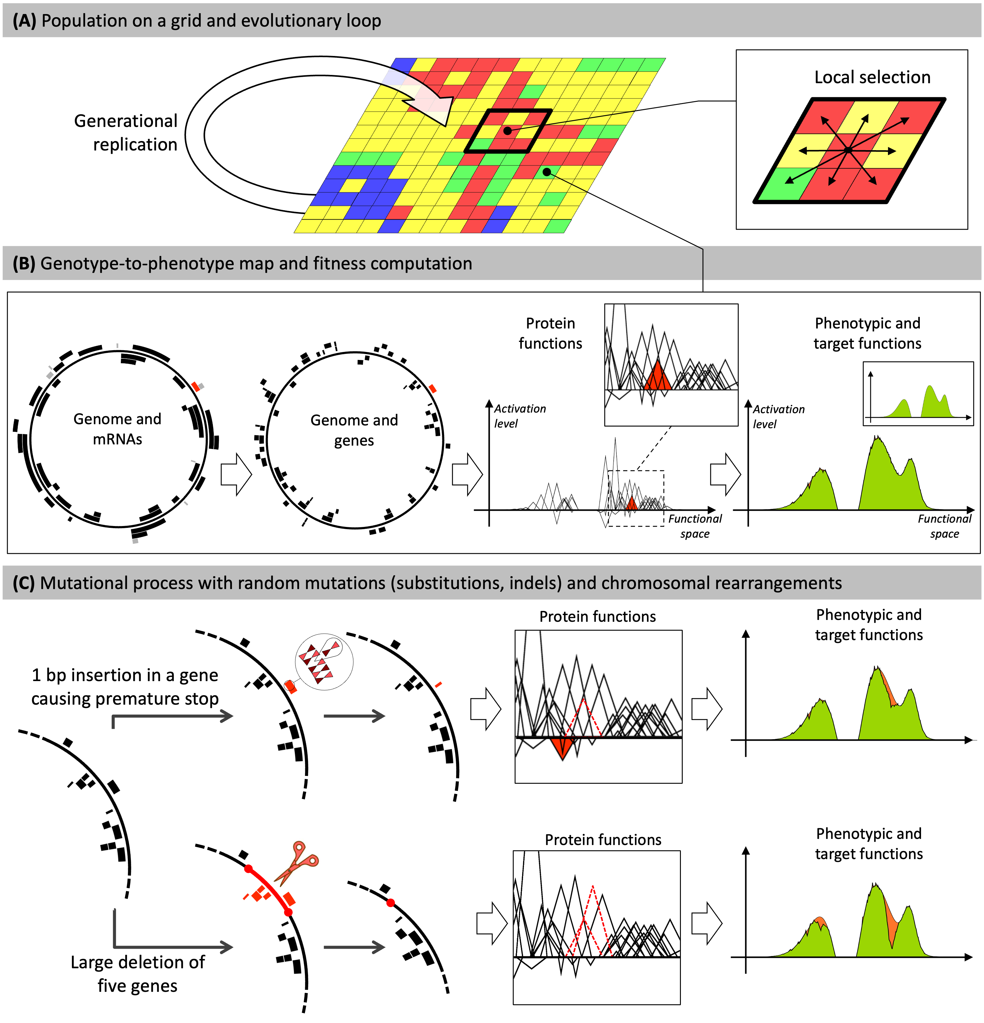 Schematic explanation of the Aevol model functioning