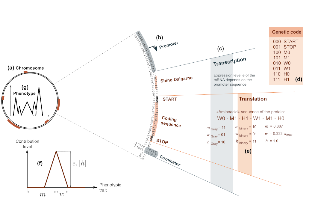 The Genotype-to-Phenotype-to-Fitness map